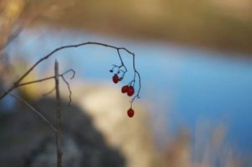 остатки лета