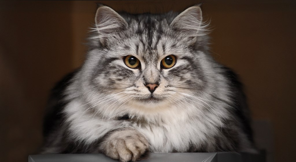 Стыд-то какой!