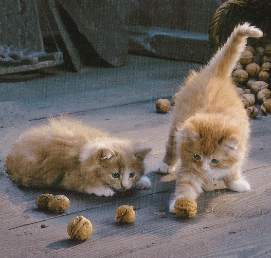 Живые Коты Картинки