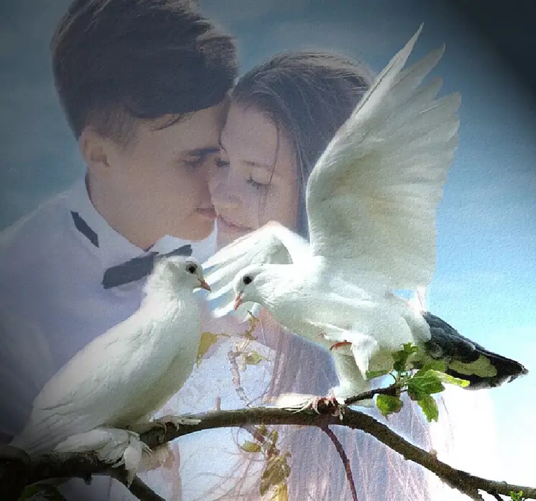 Голуби парни. Влюбленные птицы. Птица любви. Влюбленные голуби. Красивые влюбленные голуби.
