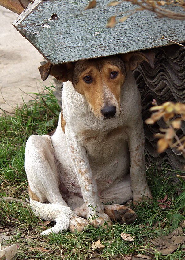 Бедные собаки картинки