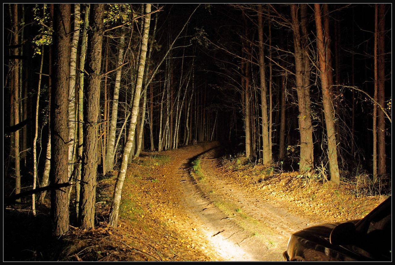 Дорога белела освещенная месяцем. Лесная дорога. Ночная дорога в лесу. Лесная дорога ночью. Дорога в лесу ночью.
