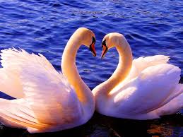 Не хочу судьбы иной