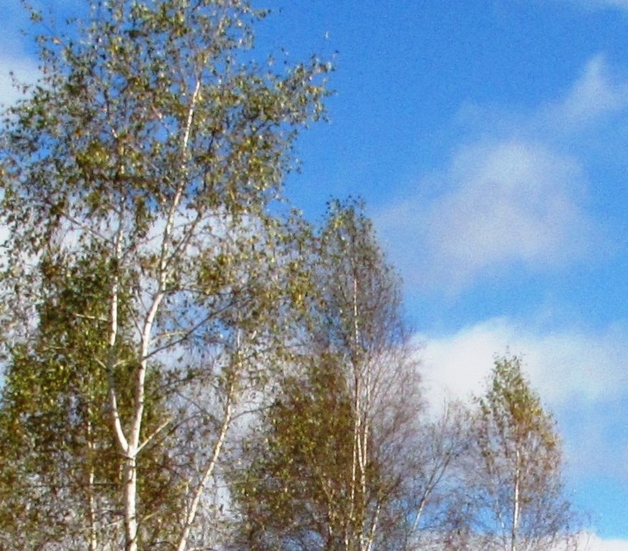 Навей мне, берёзка (Раиса Филина) / Стихи.ру