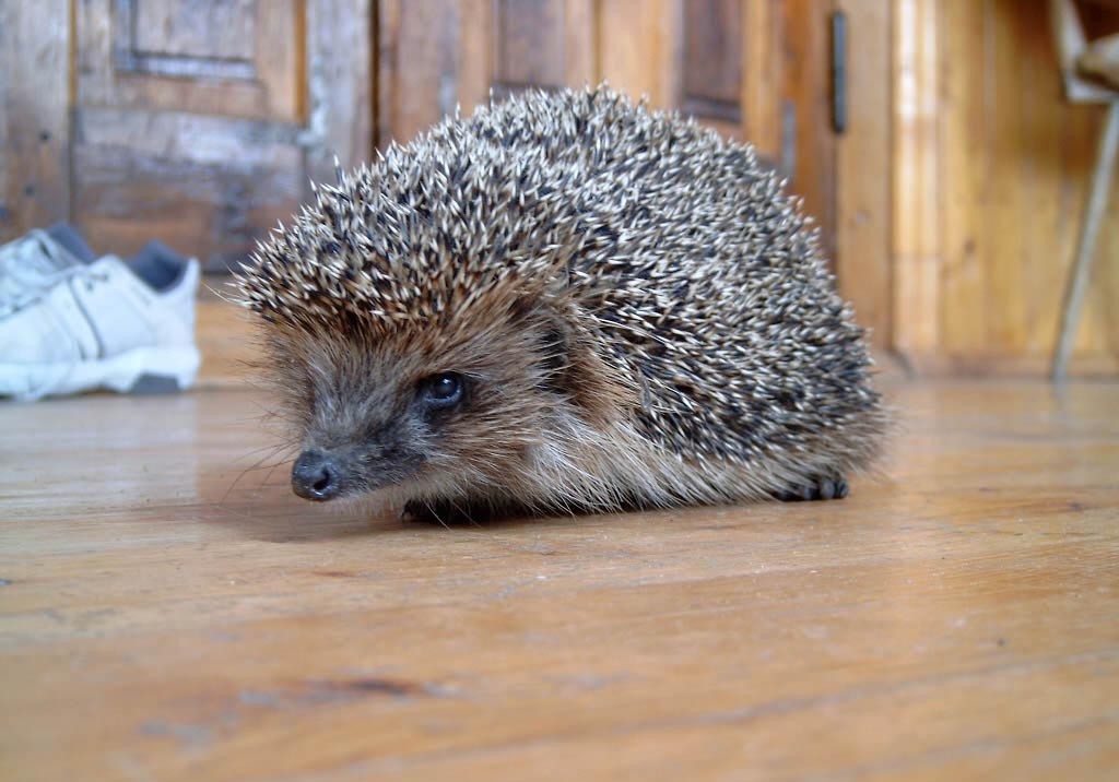 Принесли ежонка...