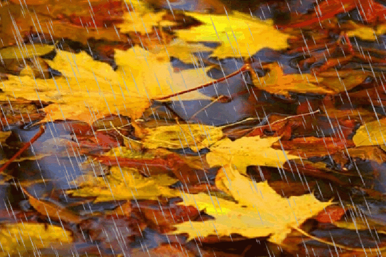 Осенний дождь... (Екатерина Эдуардовна Попова) / Стихи.ру