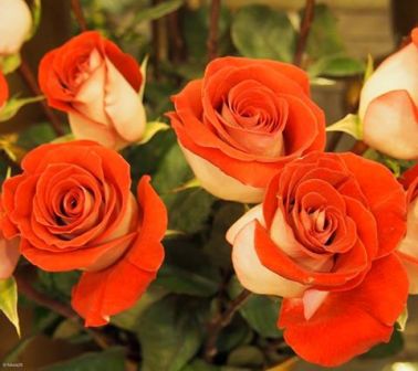 Мой дивный сон