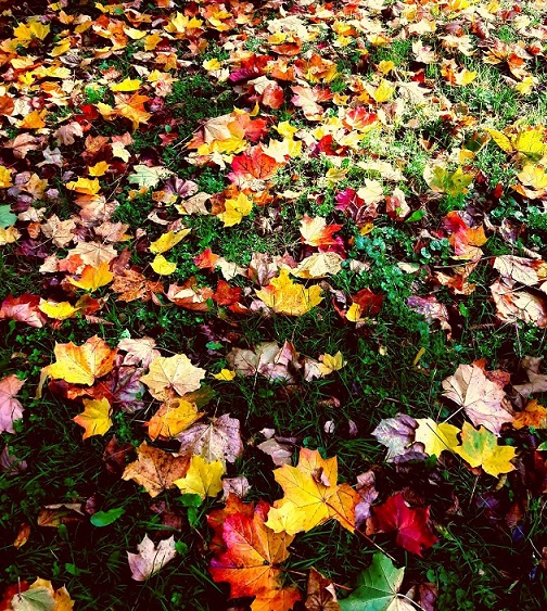 осенний букет