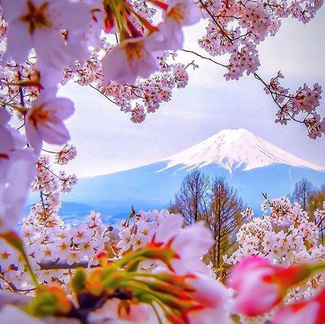 Japanese blossom. Гора Фудзияма в Японии. Картина черри блоссом гора. Япония цветение Фудзи.