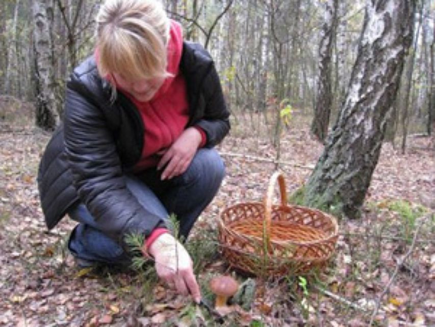 Девочка в лесу собирала грибы. Женщина собирает грибы. Девушка собирает грибы в лесу. Женщина грибник. Блондинка собирает грибы.