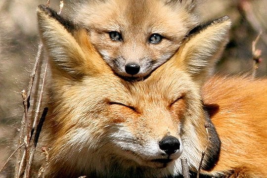 Лисёнок