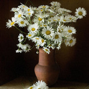 Букет ромашек полевых