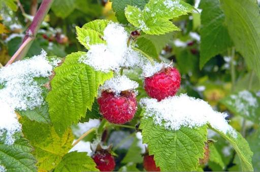 Чудо садовое