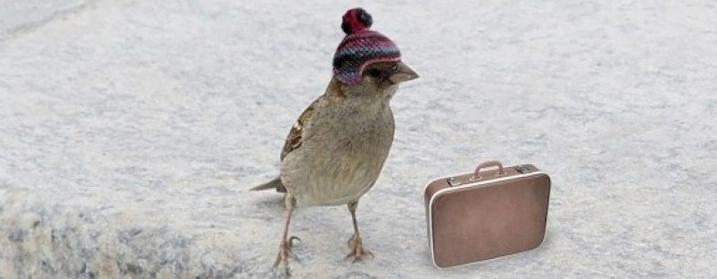 птица рисунок. аист ест лягушку. утка раскраска для детей. воробей алкаш. мультяшные вороны.