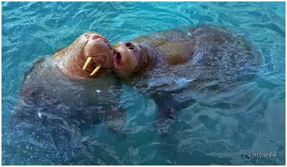 О, хилые собратья!