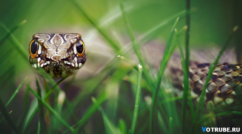 Детство, лето и опушка!