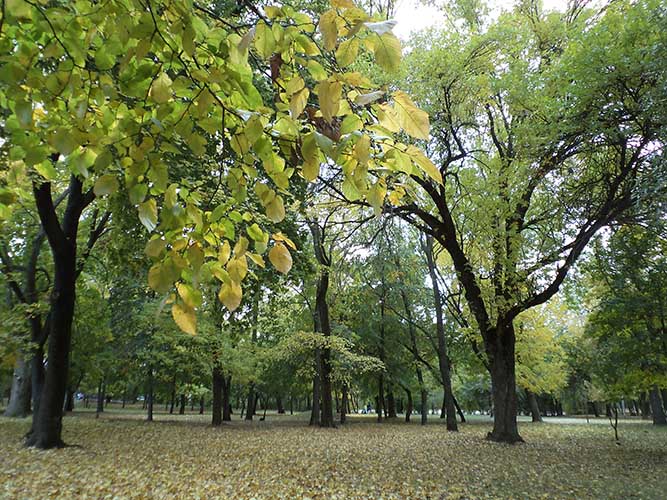 Октябрьские цветки моей души