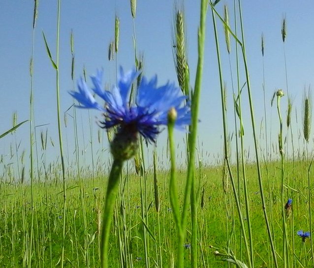 Рожь и Василёк