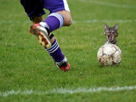 Кошко бол!