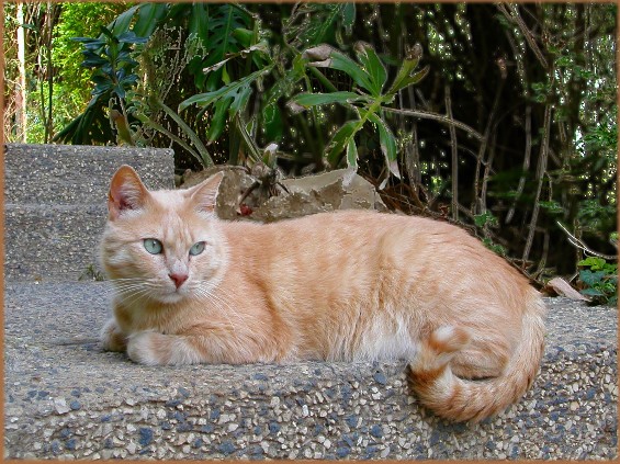 7. 51. Наперекор судьбе...