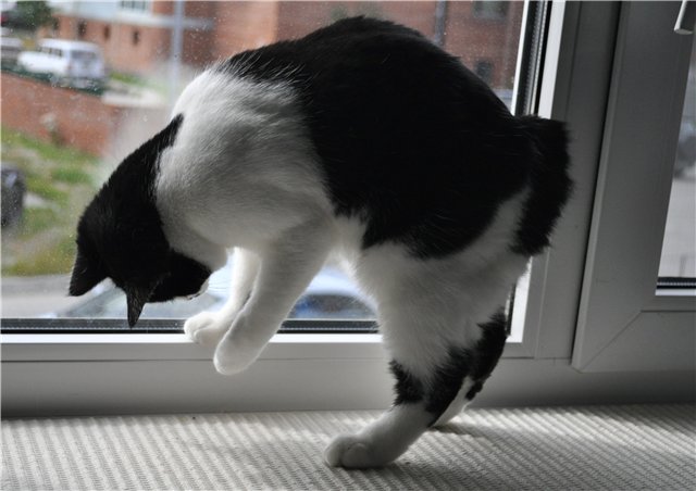 Они наскучат. Кошка ловит мух. Кот ловит муху. Кошка ловит мошку. Котенок ловит мух на окне.
