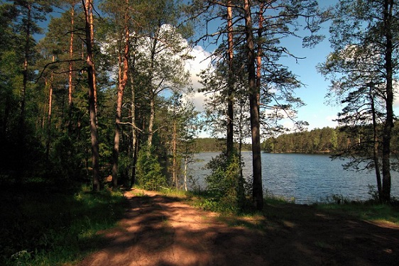 А мне бы вновь туда, где бор зелёный...
