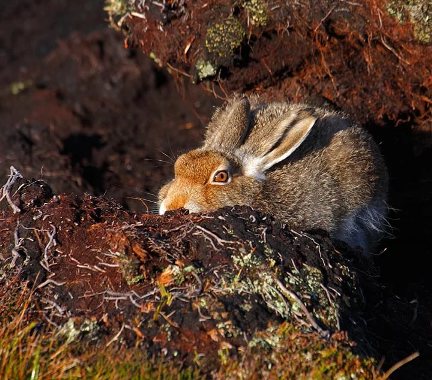 Прижмите уши!
