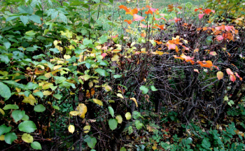 И снова в путанице дней...