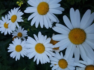 Ова жена у прозору. Светлана Иса