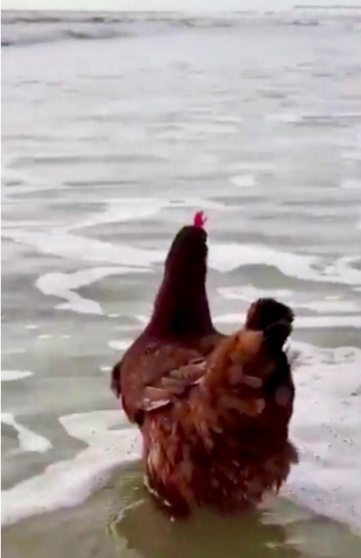 Курица не птица