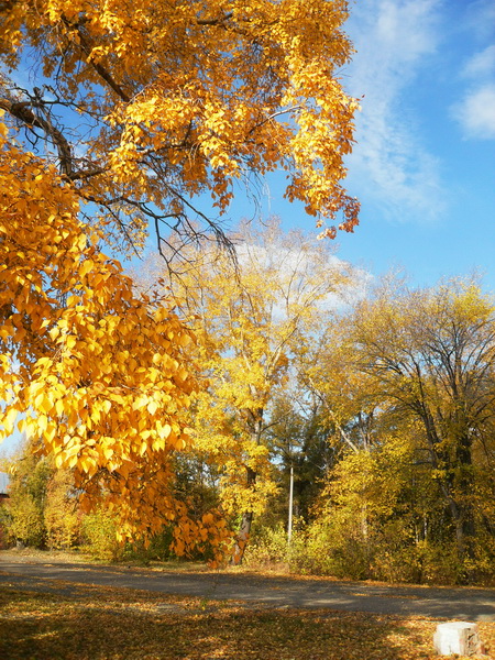 Осень куролесница