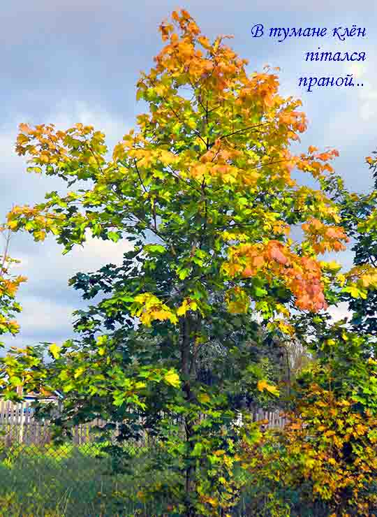 Если вдарать тэбэ волки,