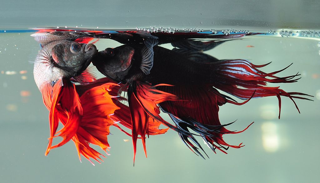 Betta Splendens