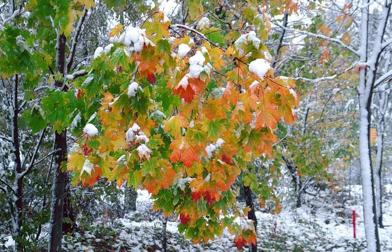 Поздняя осень и наступление зимы. Клен в снегу. Осенние деревья в снегу. Первый снег клен. Осенний лес в снегу.