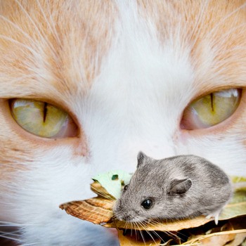 Закадрили мышки кошку