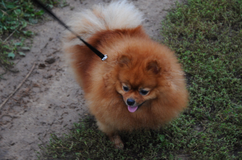 Прощай моя Викки Прощай моя радость