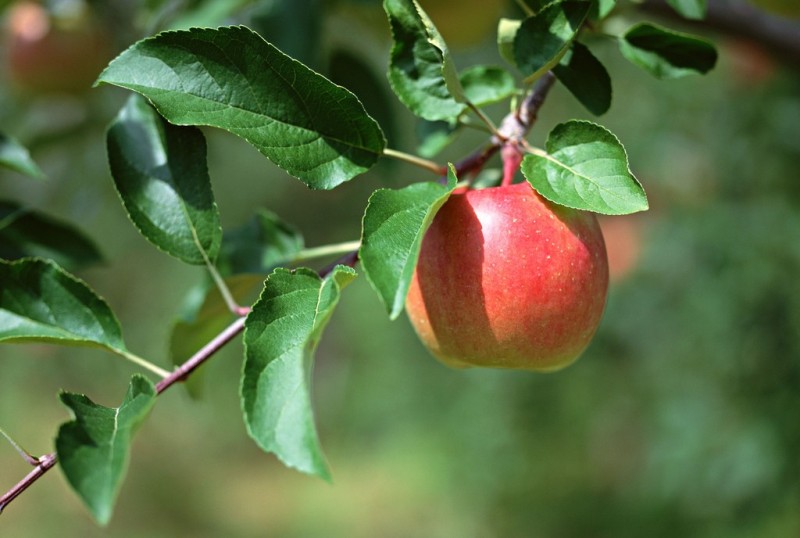 Моя яблонька