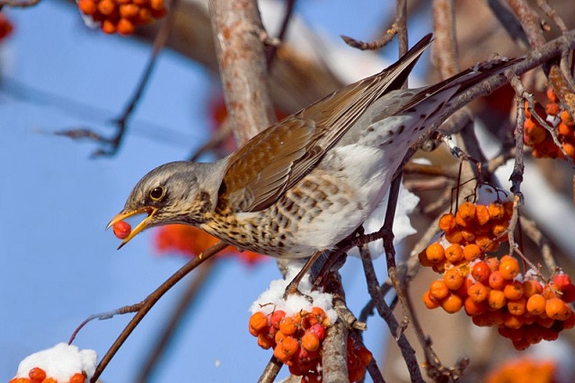 Угадай птицу 4. Загадка