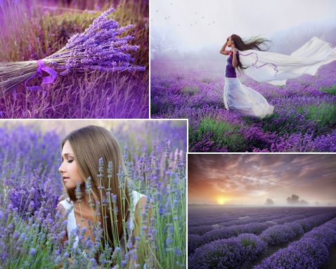 Лавандовый туман