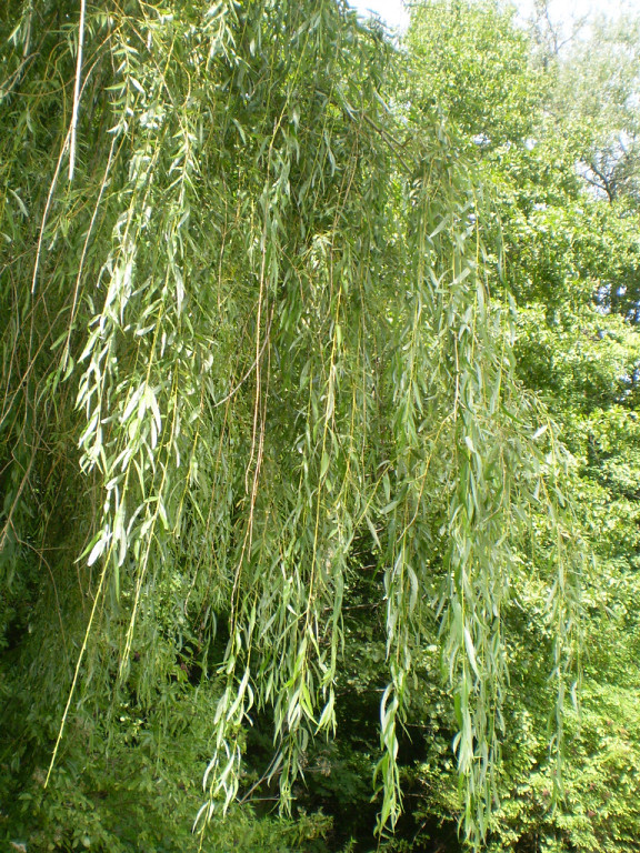 Эсхар - колдовское зелье