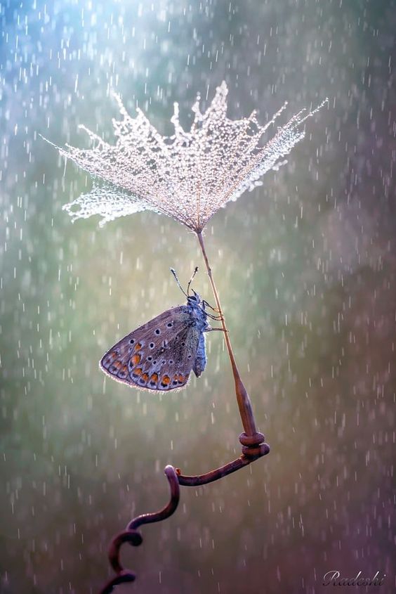 осень притихла ЯС