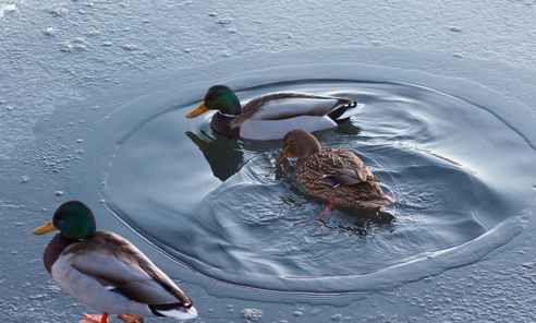 утка кряква еда. утки в полынье. утки зимой. утка в полынье. утки в полынье.