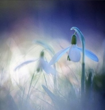 Сонная Земля