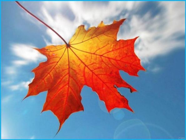 Приключения жёлтого листочка