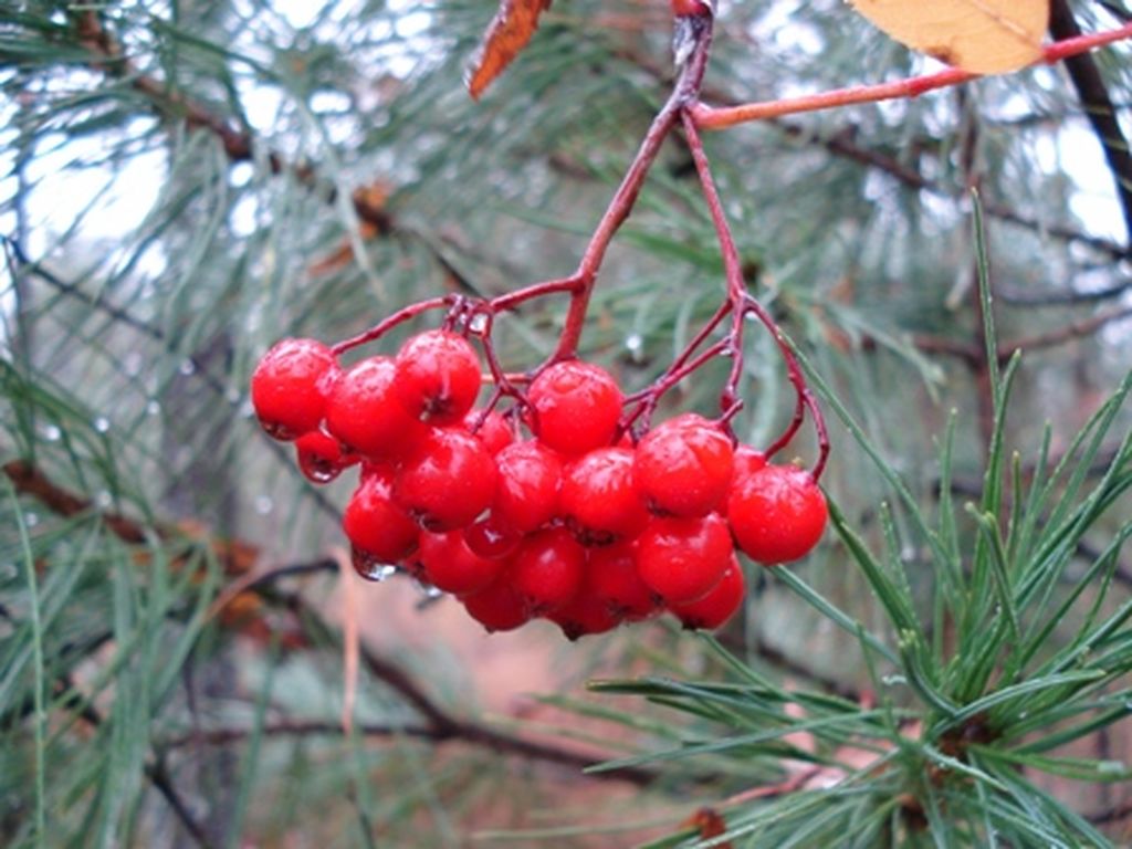 Женское осеннее