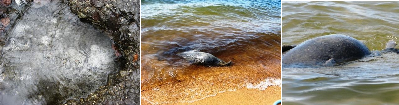 Что случилось с Байкалом?!