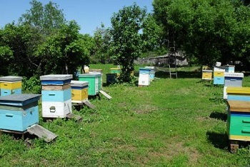 Про пасечника