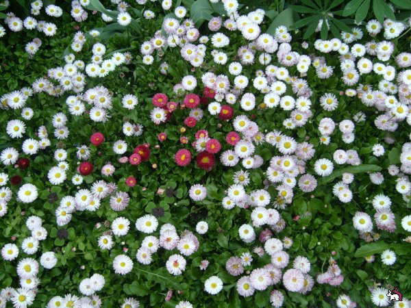 О маргаритках