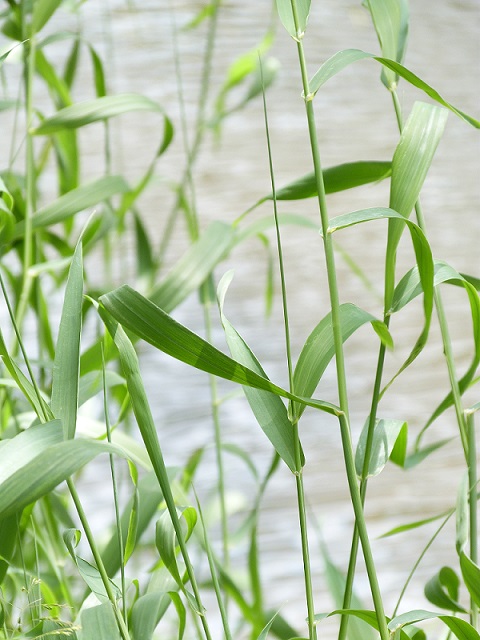 осенняя молитва