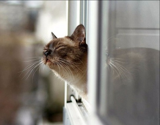 В окно дыхнула...